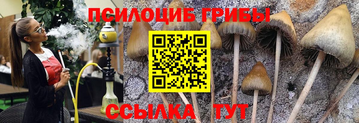Галлюциногенные грибы прущие грибы Грозный